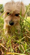 BENJI (MARSHALL) Imagen 4